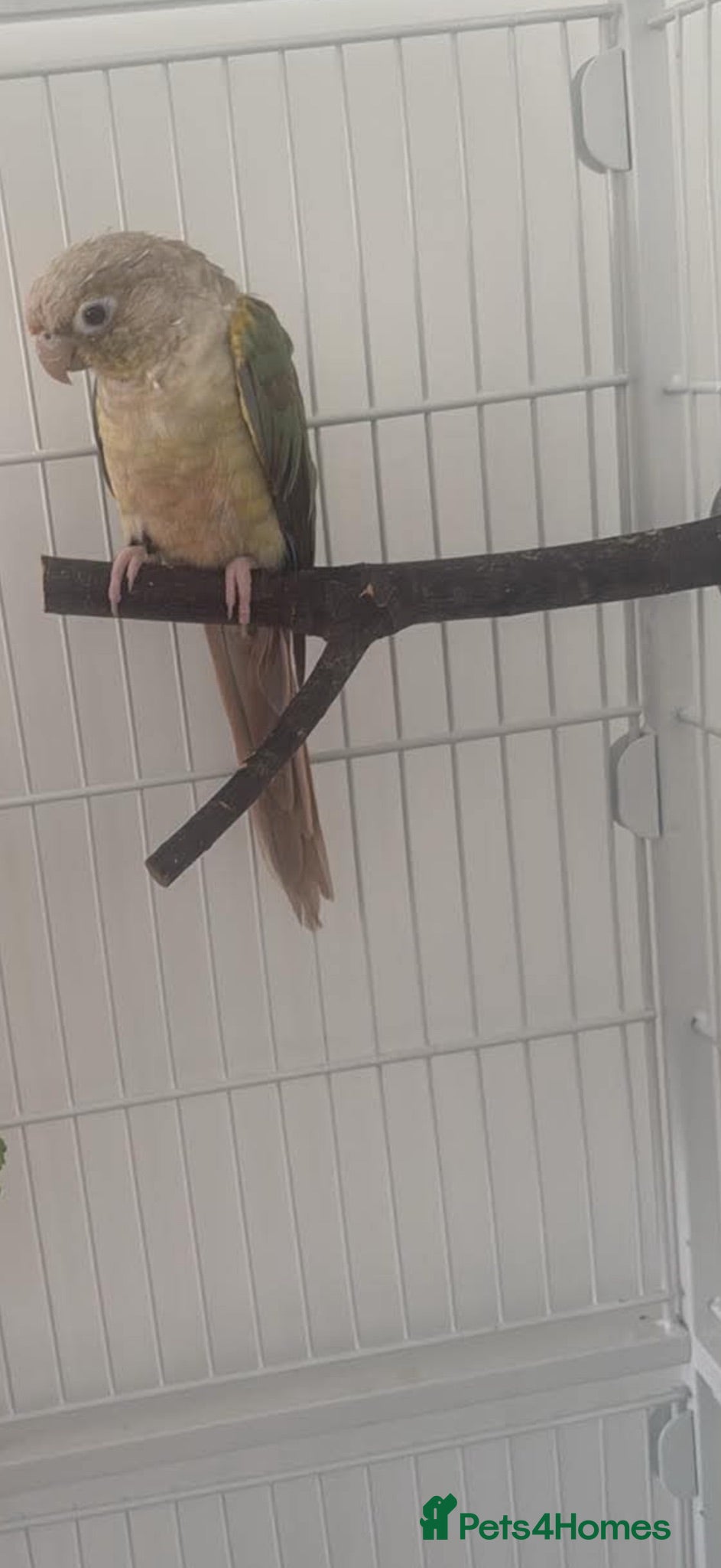 Conures birds Male cinnoman Conure - Advert 3