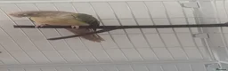 Conures birds for sale: Male cinnoman Conure in Ellesmere Port - Advert 1