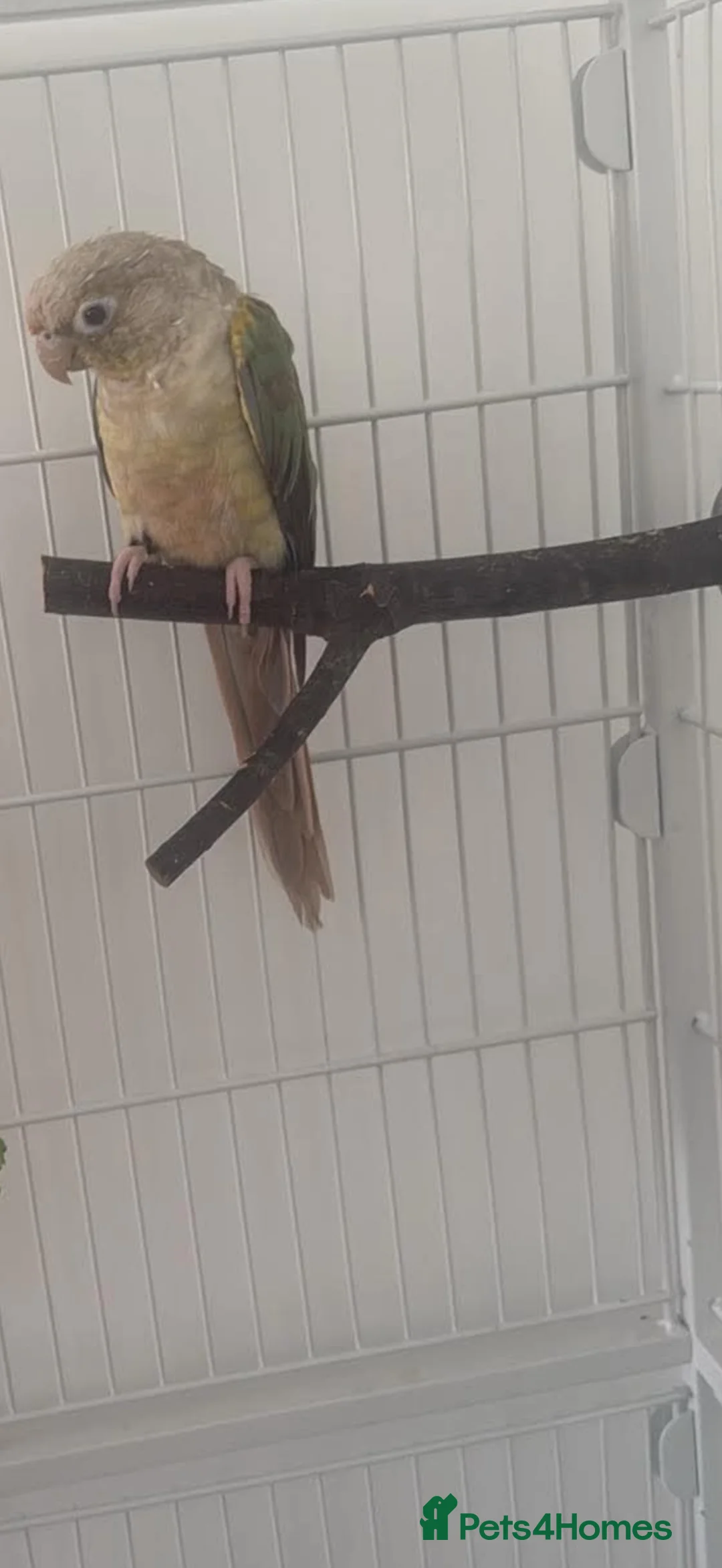 Conures birds for sale: Male cinnoman Conure in Ellesmere Port - Advert 1