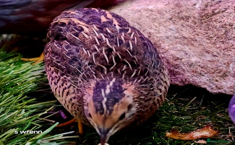 Ringnecks birds - Advert 11