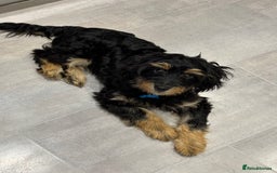 Mixed Breed dogs for sale: Jackapoo x dachshund  - Image 1