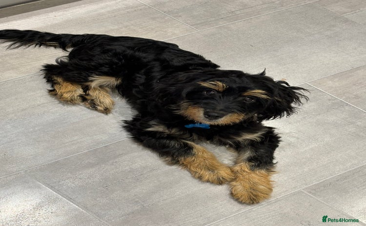 Mixed Breed dogs - Advert 4