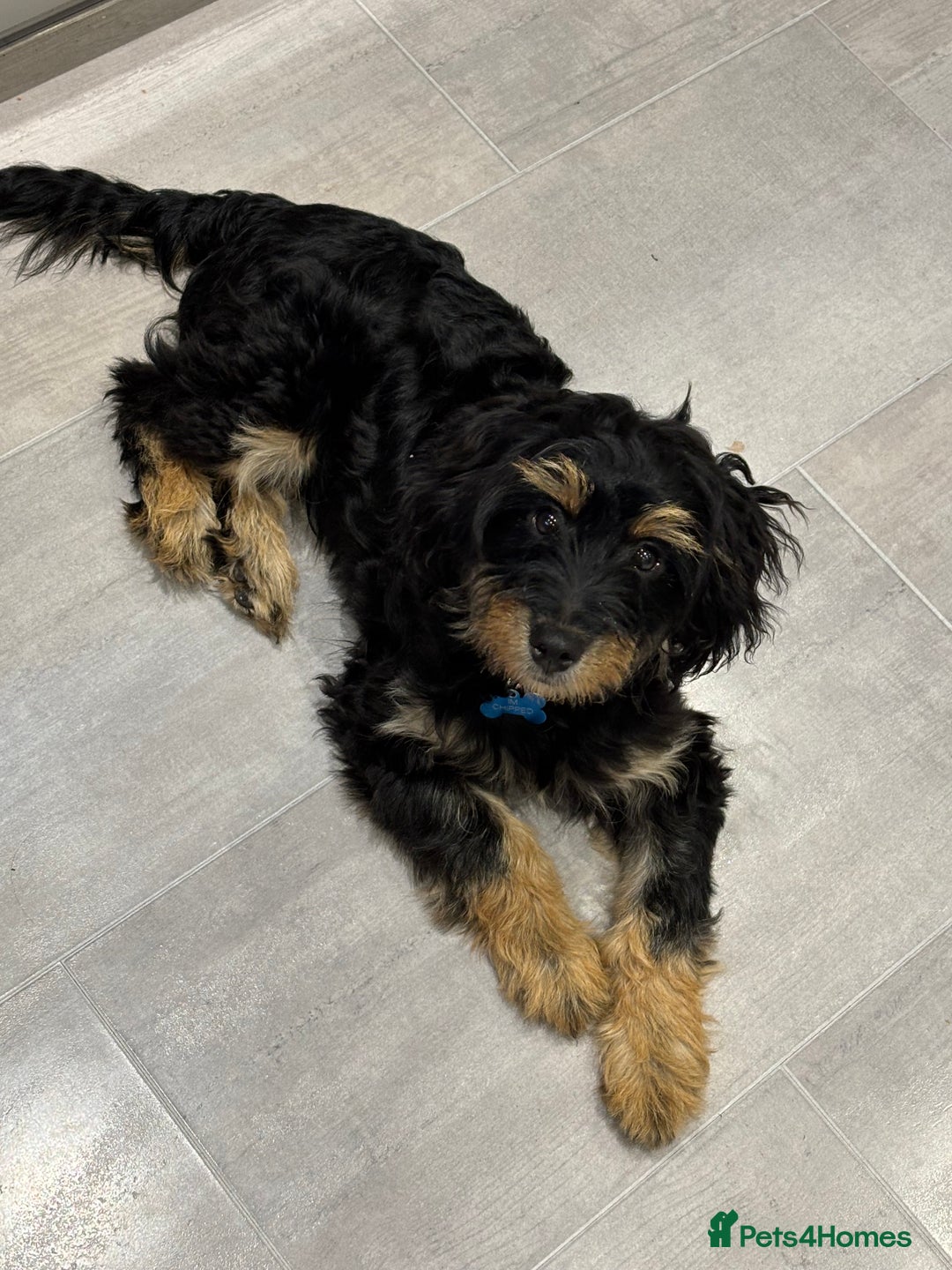 Mixed Breed dogs for sale: Jackapoo x dachshund  - Image 1