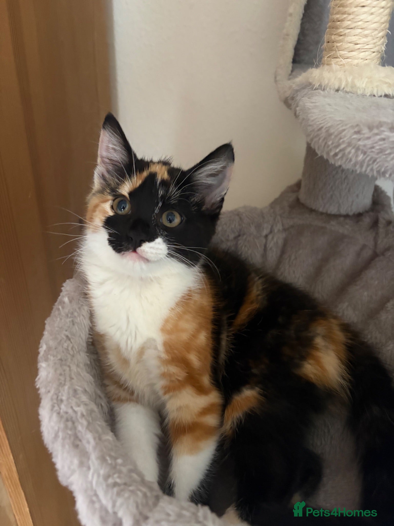 Mixed Breed cats Calico kitten  - Advert 1