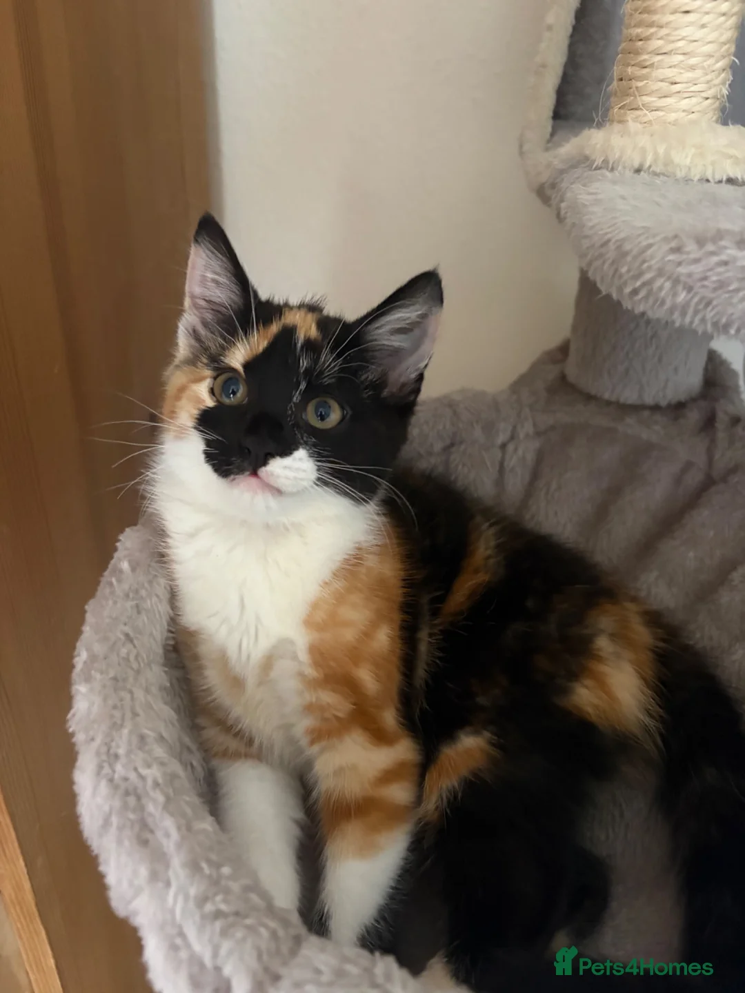 Mixed Breed cats for sale: Calico kitten  in Holsworthy - Advert 1