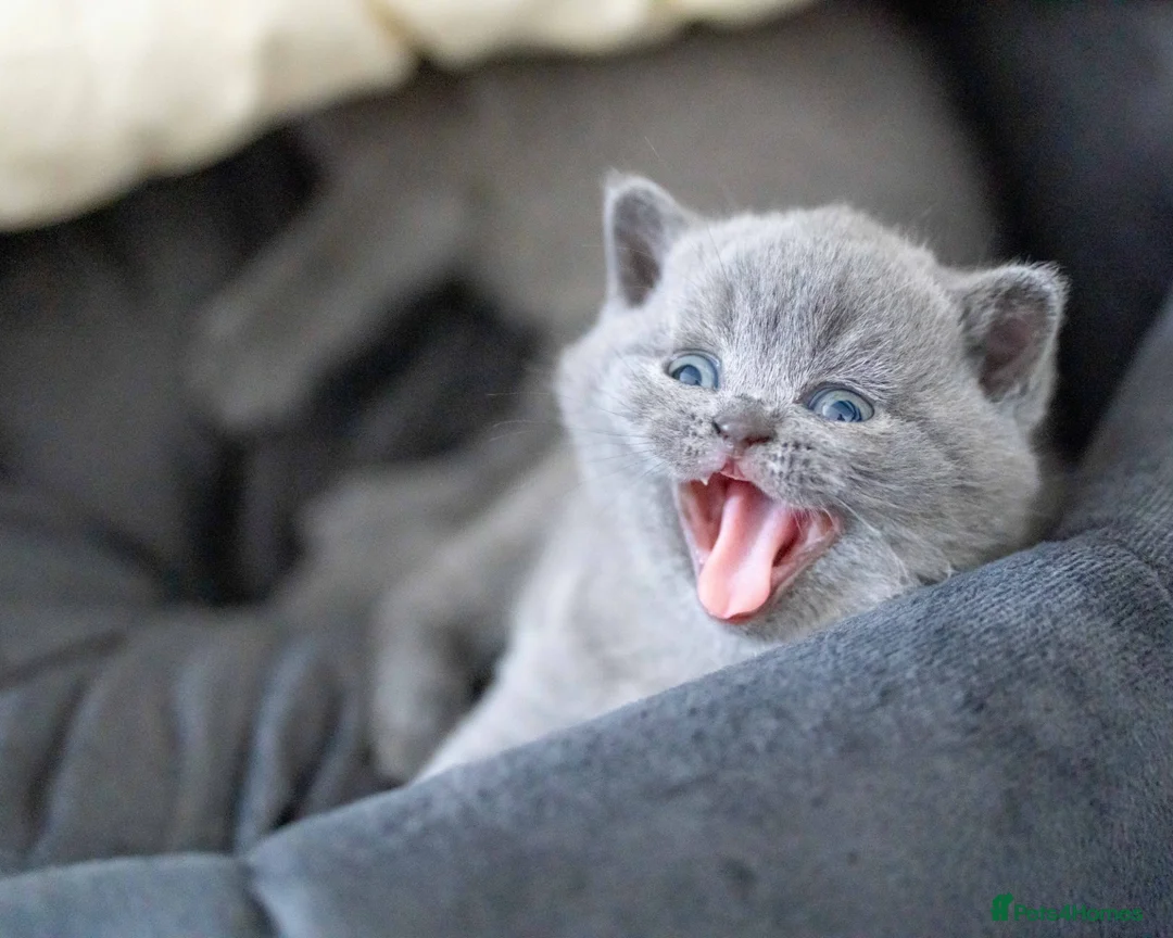 British Shorthair cats for sale: British Shorthair kittens ACTIVE/Non-active - Advert 1