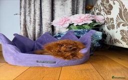 Toy Poodle dogs for sale: Asian micro poodle Boy - Image 11
