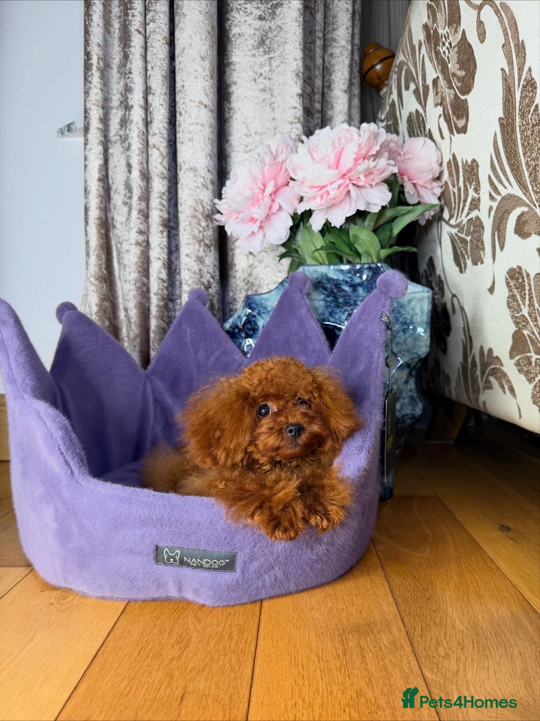 Toy Poodle dogs for sale: Asian micro poodle Boy - Image 11