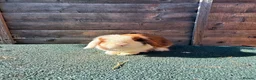 Giant Papillon rabbits for sale: continental giant , minilop , netherland draft - Advert 8