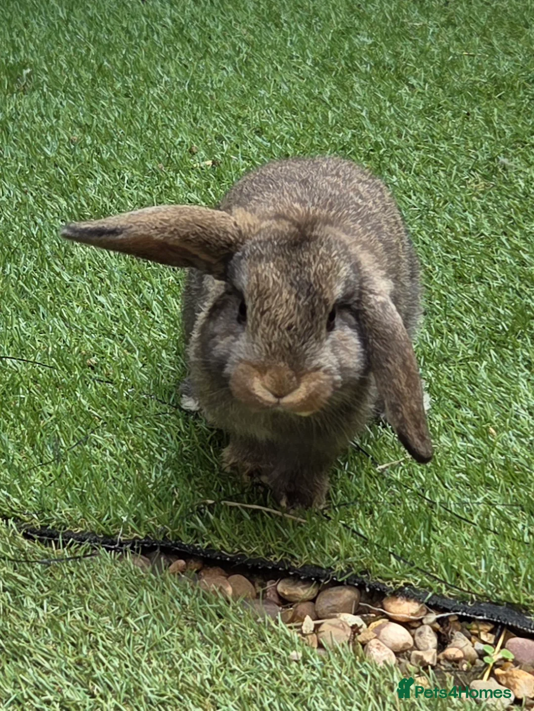 Mini Lop rabbits for sale: 2 gorgeous mini lop bunnies in Clacton-on-Sea - Advert 2