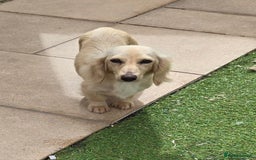 Miniature Dachshund dogs for sale: Rare Cream Gorgeous Dachshund Puppies  - Image 15