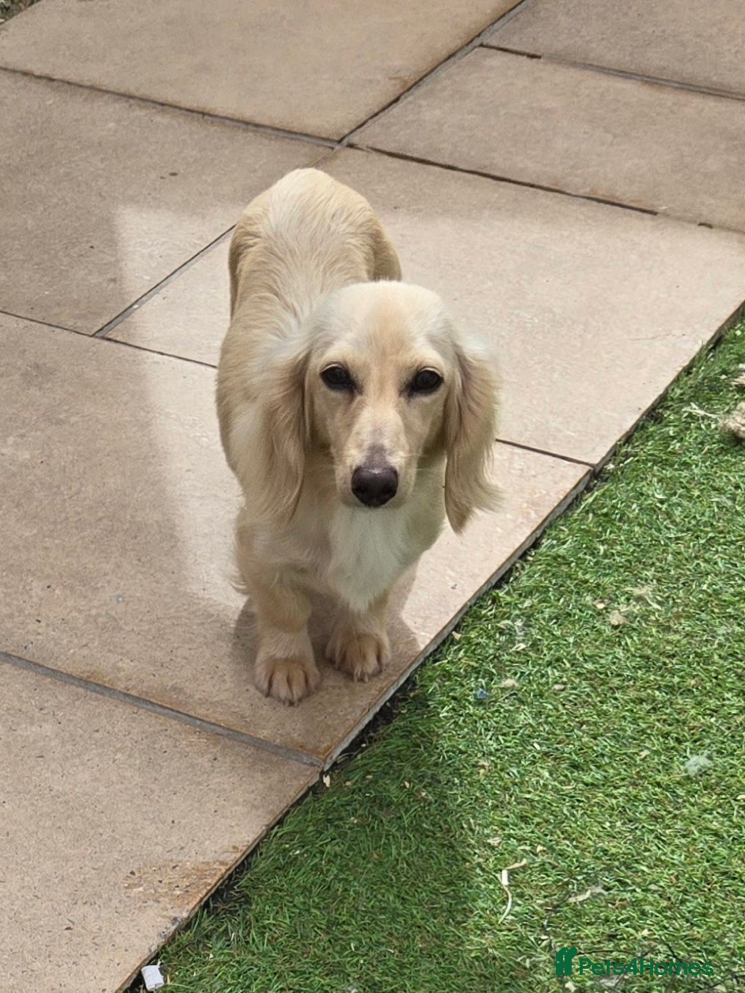 Miniature Dachshund dogs for sale: Rare Cream Gorgeous Dachshund Puppies  - Image 15
