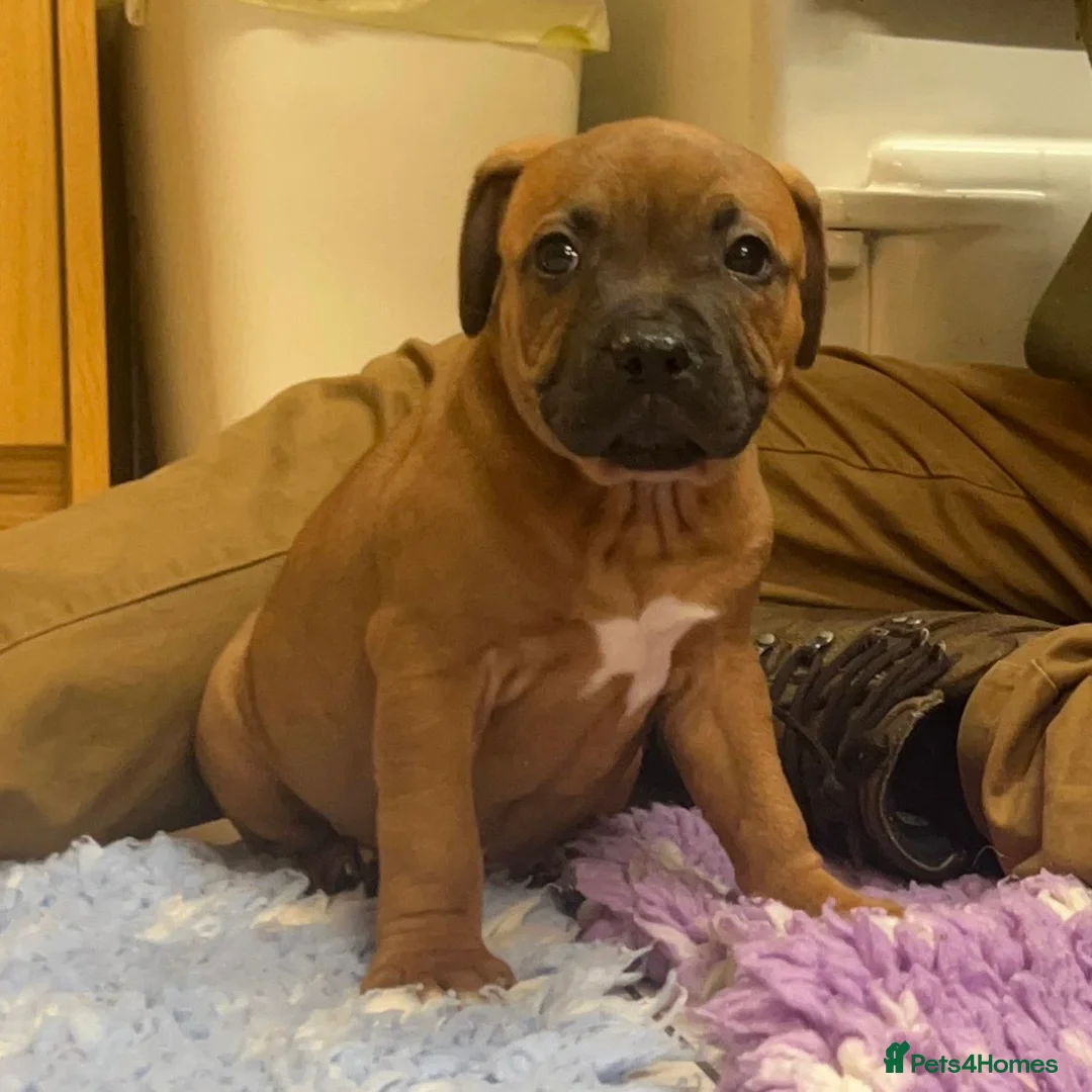 Staffordshire Bull Terrier dogs for sale: 7 Red Staffordshire Bull Terrier pups  - Advert 28