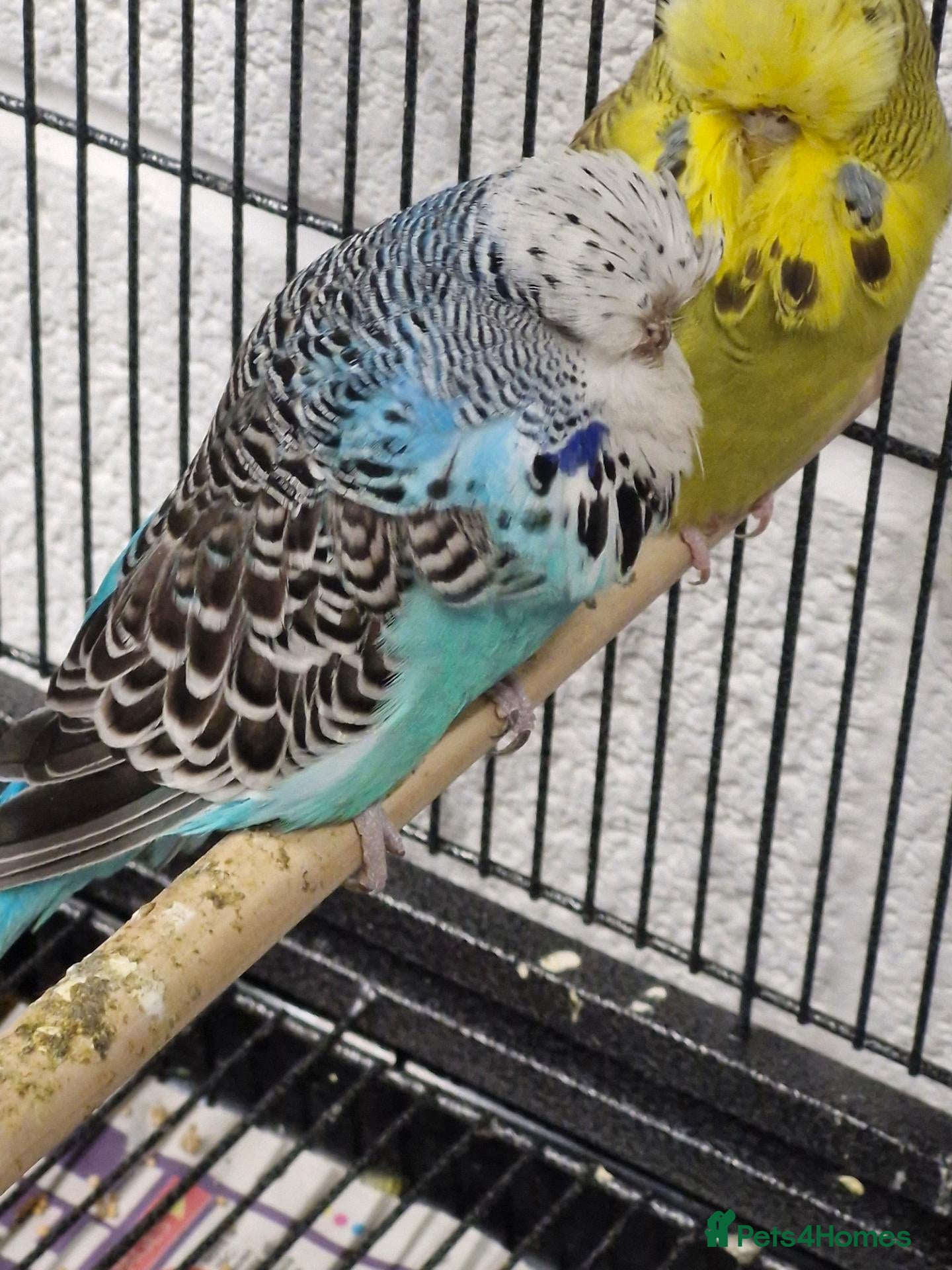 Budgerigars birds for sale: X2 exhibition englsh budgies - Advert 2