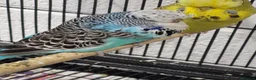 Budgerigars birds for sale: X2 exhibition englsh budgies - Advert 1