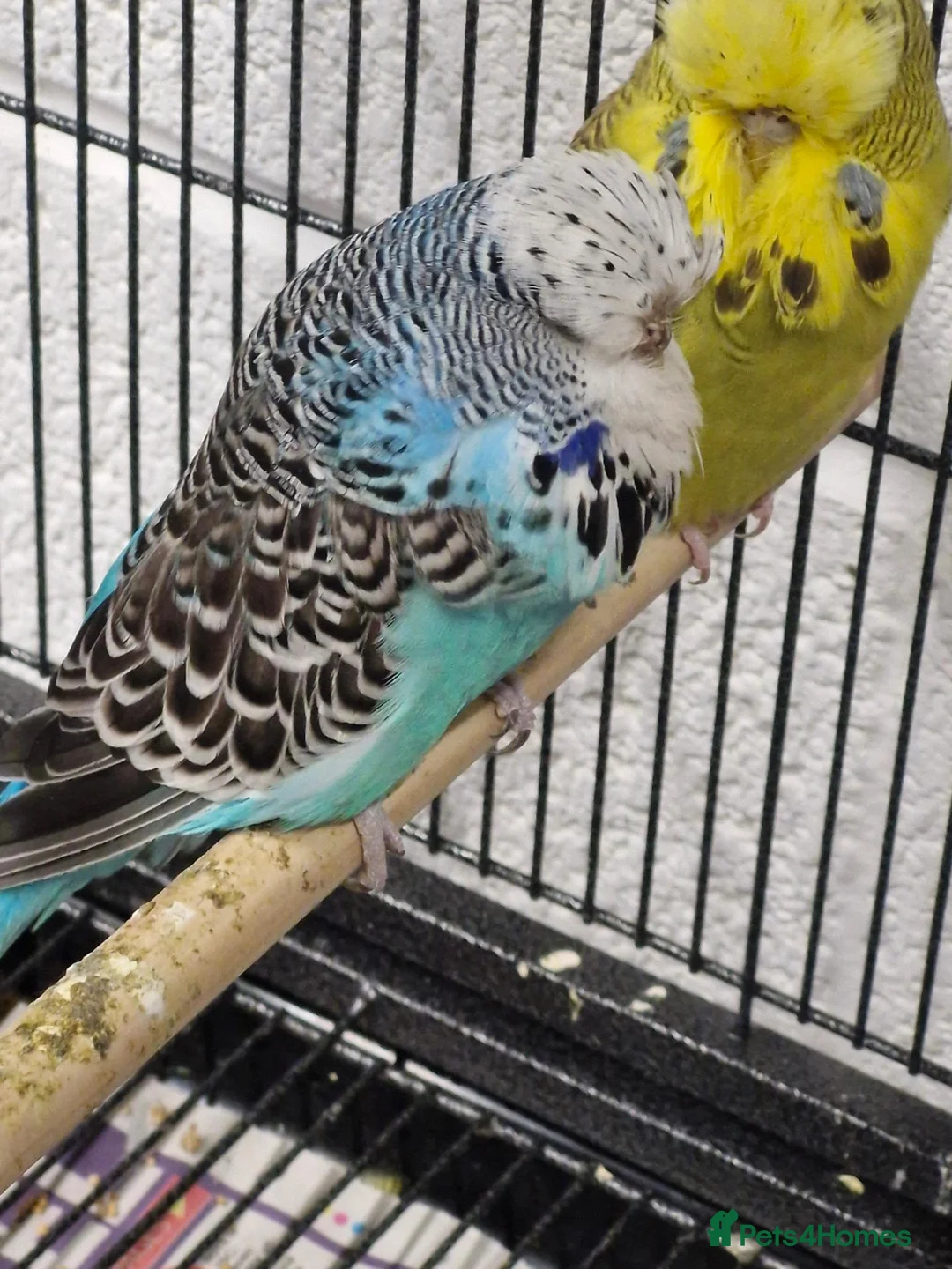 Budgerigars birds for sale: X2 exhibition englsh budgies - Advert 1