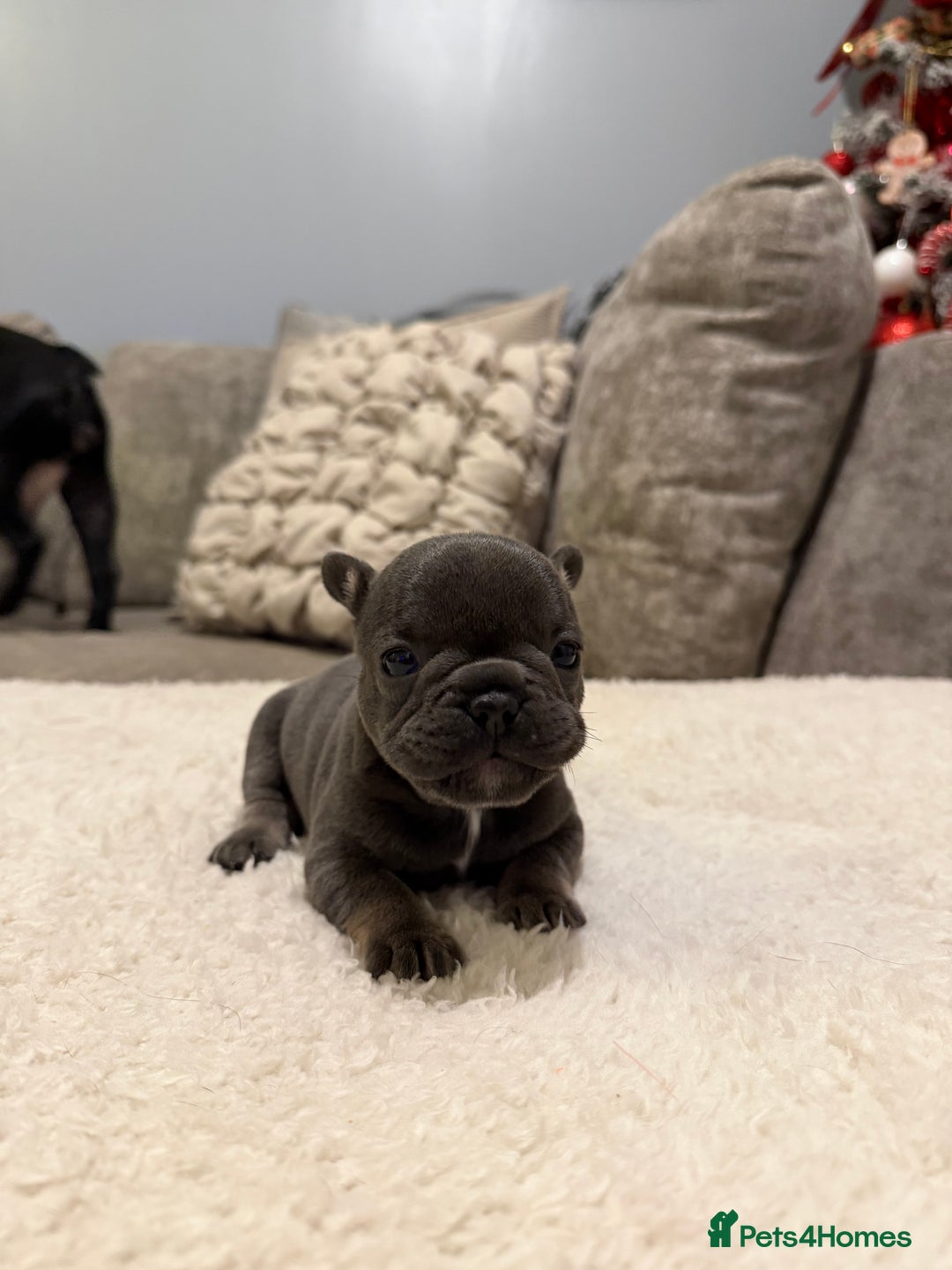 French Bulldog dogs for sale: Beautiful French bull dog puppies  - Advert 4