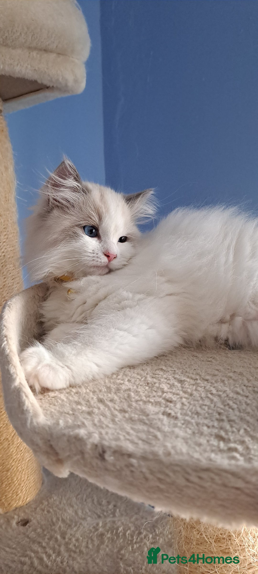 Ragdoll cats for sale: Pure Breed GCCF REG beautiful kittens - Advert 4