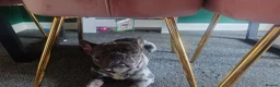 French Bulldog dogs for sale: Smudge  in Newbury - Advert 3