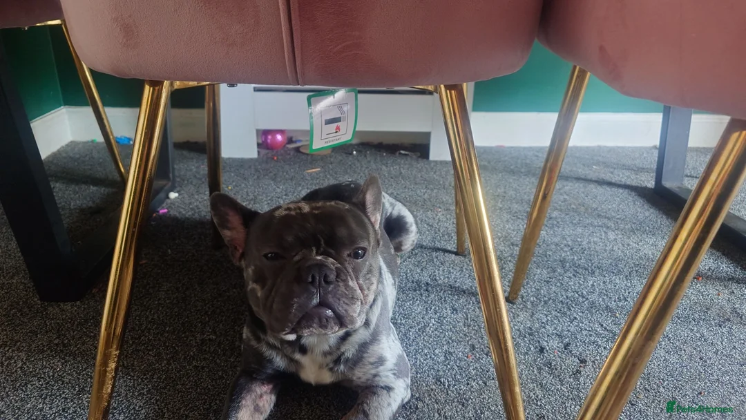 French Bulldog dogs for sale: Smudge  in Newbury - Advert 3