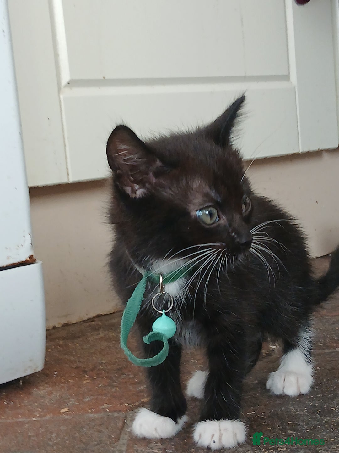 Mixed Breed cats for sale: 6 Kittens looking for new forever homes - Advert 11