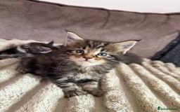 Maine Coon cats for sale: XL Russian Cubs 🇷🇺 ❤️ - Image 7