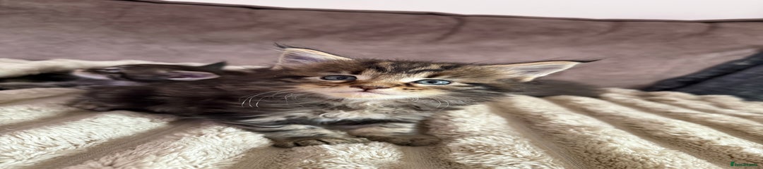 Brown Tabby Boy