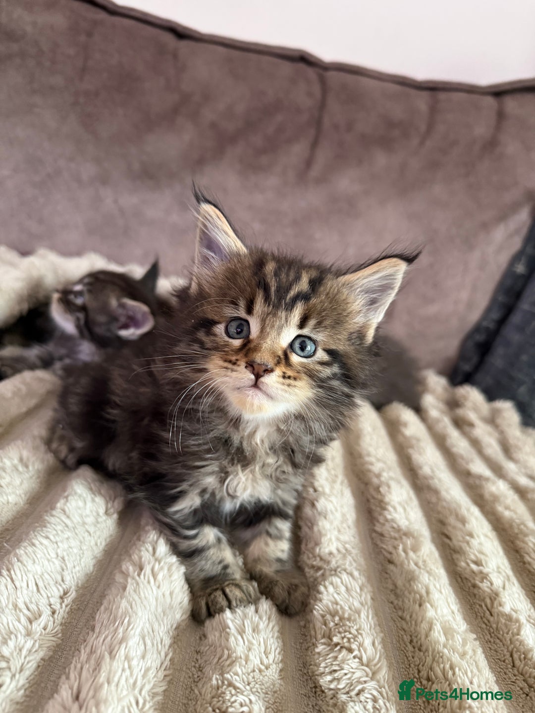 Maine Coon cats for sale: XL Russian Cubs 🇷🇺 ❤️ - Image 7
