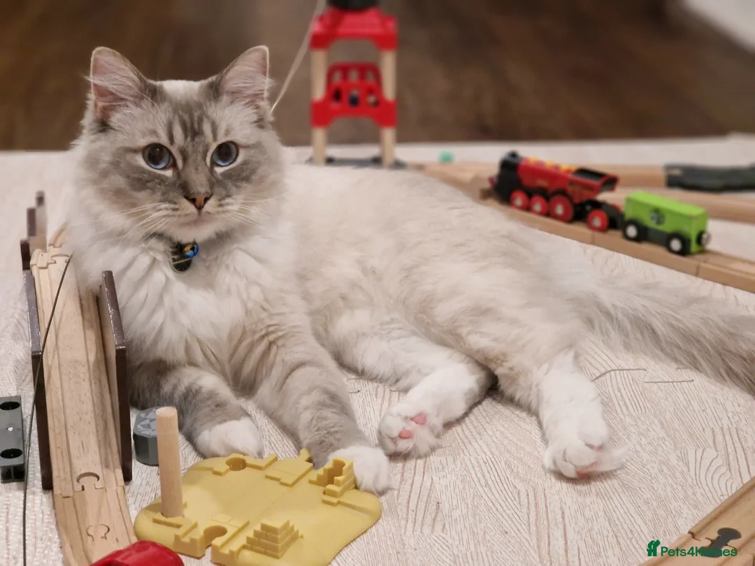 Ragdoll cats for sale: Bandit – Looking for a Loving Forever Home 🐾 in Bristol - Advert 1