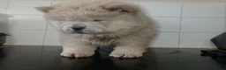 Chow Chow dogs for sale: 10 week old chow chows  - Advert 12