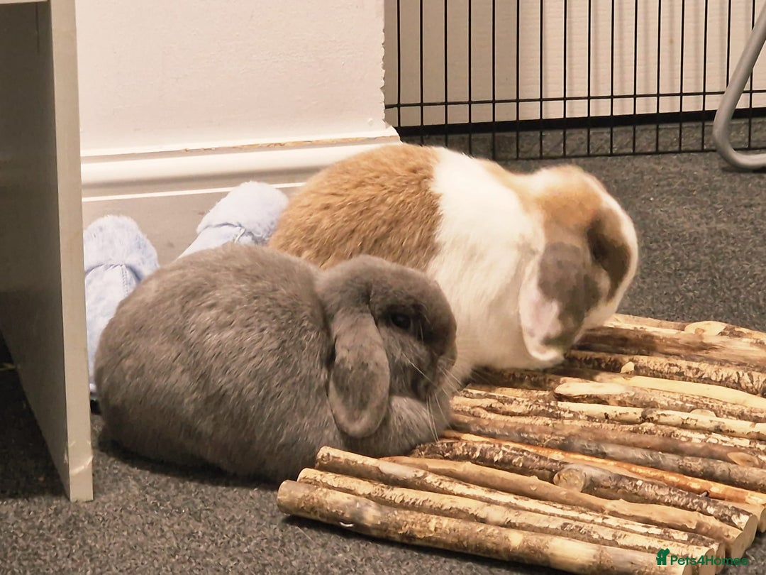 Mini Lop rabbits for sale: Lola & Frappe !!MUST GO TOGETHER!!🩷 - Advert 5