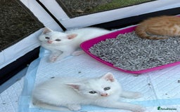 British Shorthair cats for sale: Adorable Kittens! - Image 12