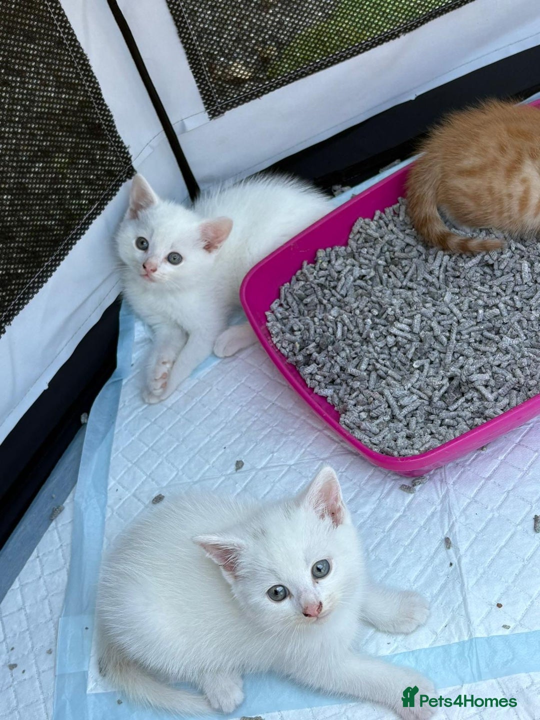 British Shorthair cats for sale: Adorable Kittens! - Image 12