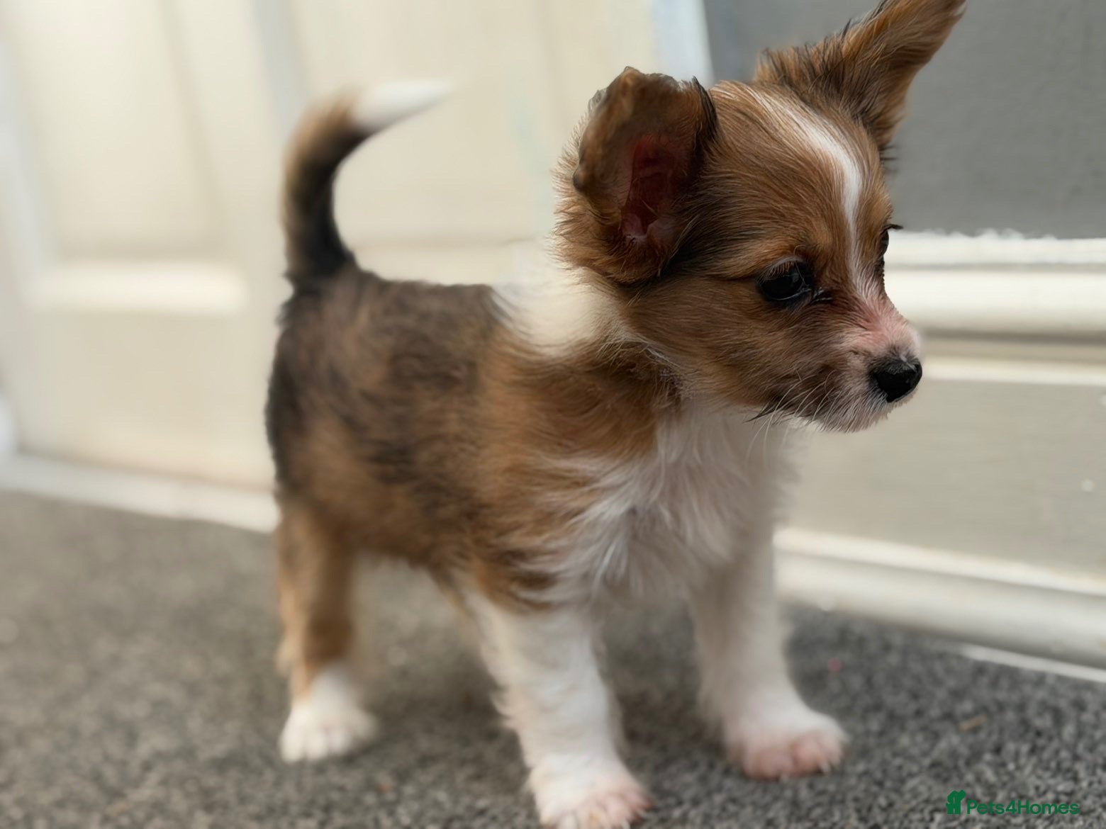 Mixed Breed dogs Merl chorkie - Advert 10