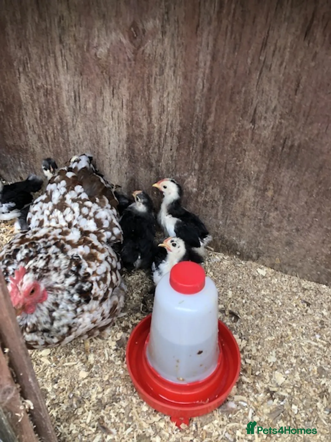 Mixed Breed birds for sale: Pekin chicks - Advert 2