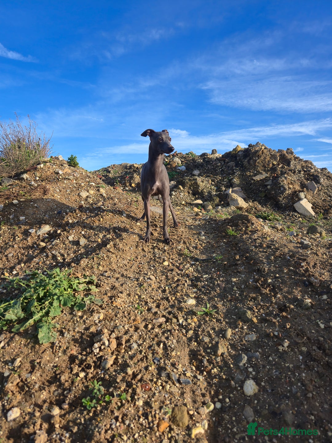 Italian Greyhound dogs for sale: Quality KC Registered Italian Greyhound puppies - Advert 27