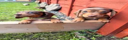 Miniature Dachshund dogs for sale: Beautiful Min Dachshund pups ⭐️READY NOW!⭐️ - Advert 6