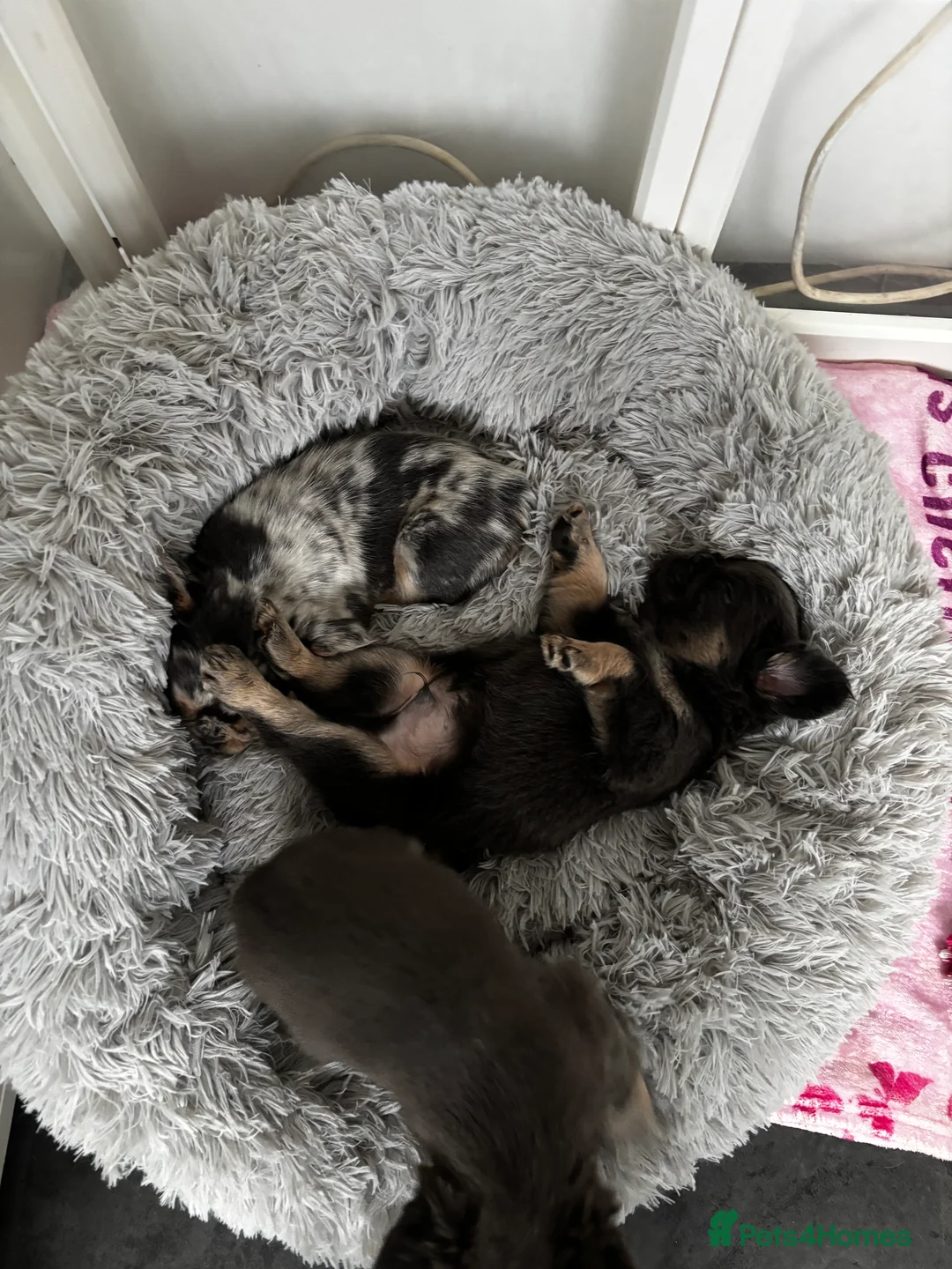 French Bulldog dogs for sale:  2 left 🇫🇷Fluffy french bulldog  - Advert 17