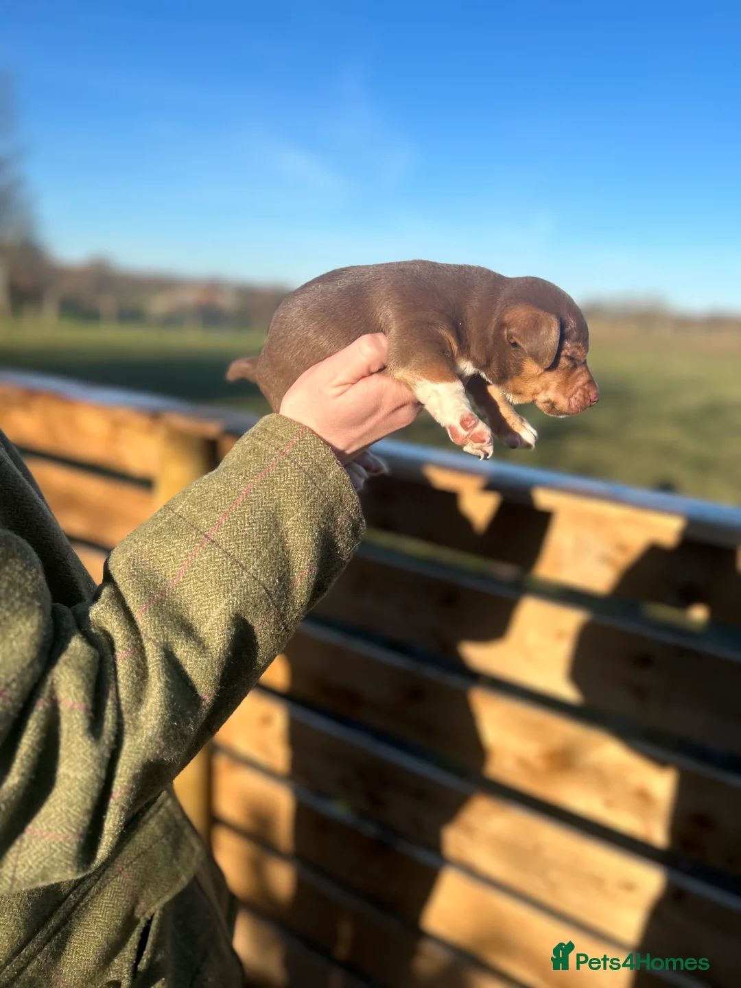 Jack Russell dogs for sale: Stunning Jack Russell puppies fr sale-all colours  - Advert 31