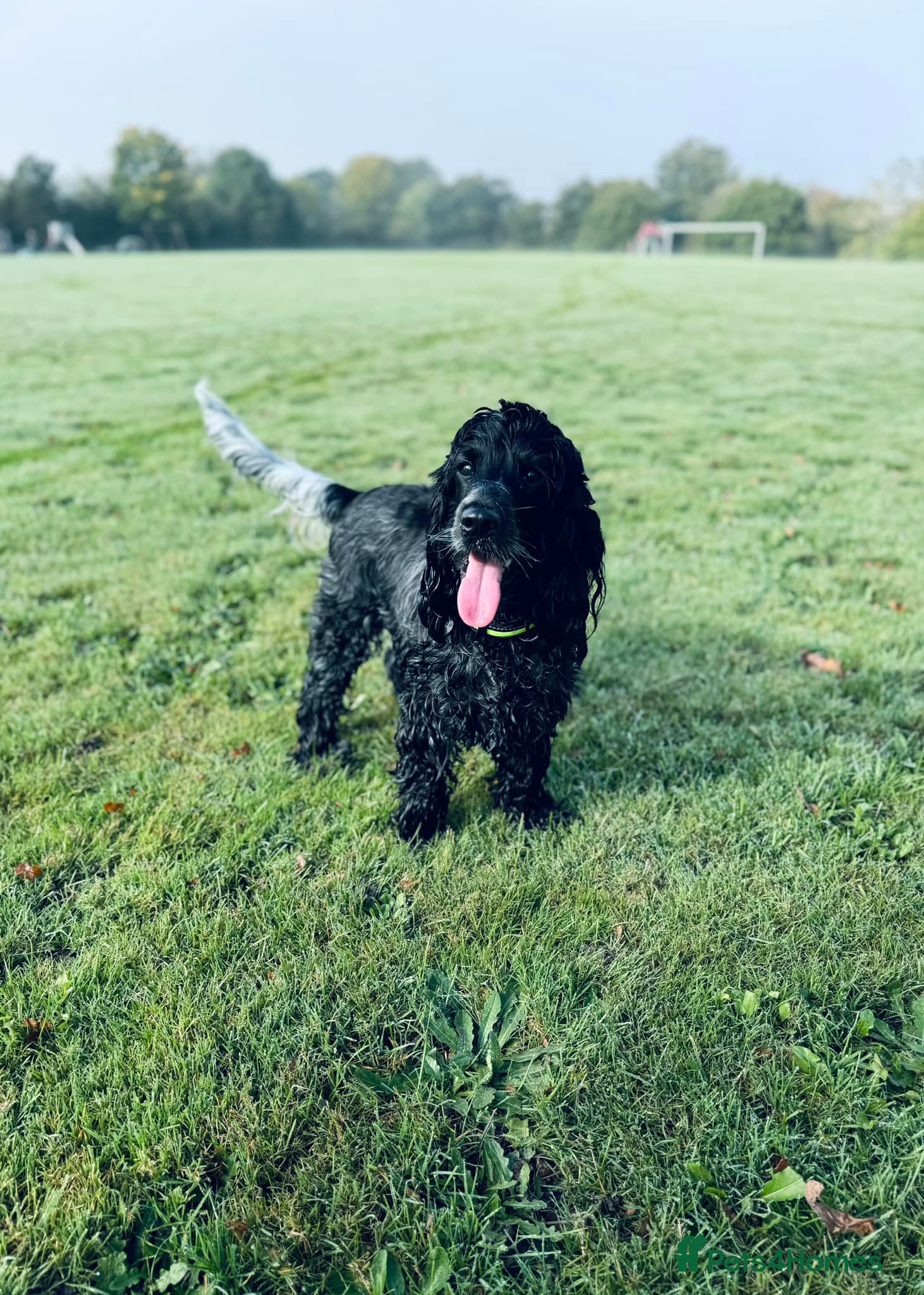 Cocker Spaniel dogs Poppy The Pedigree, KC REG, Show Cocker Spaniel - Advert 1