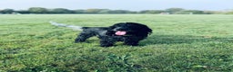 Cocker Spaniel dogs for sale: Poppy The Pedigree, KC REG, Show Cocker Spaniel - Advert 1