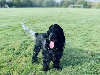 Cocker Spaniel dogs Poppy The Pedigree, KC REG, Show Cocker Spaniel - Advert 1