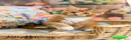 Maine Coon cats for sale: 🐾🦁 *TICA REG* GINGER MAINE COON KITTENS🦁🐾 - Advert 6