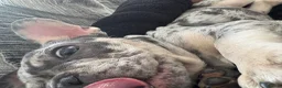 French Bulldog dogs for sale: French Bulldog (Mars) - Advert 5