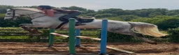 Irish Sports horses for sale: Fun forward and super !! Yard Legend  - Advert 2