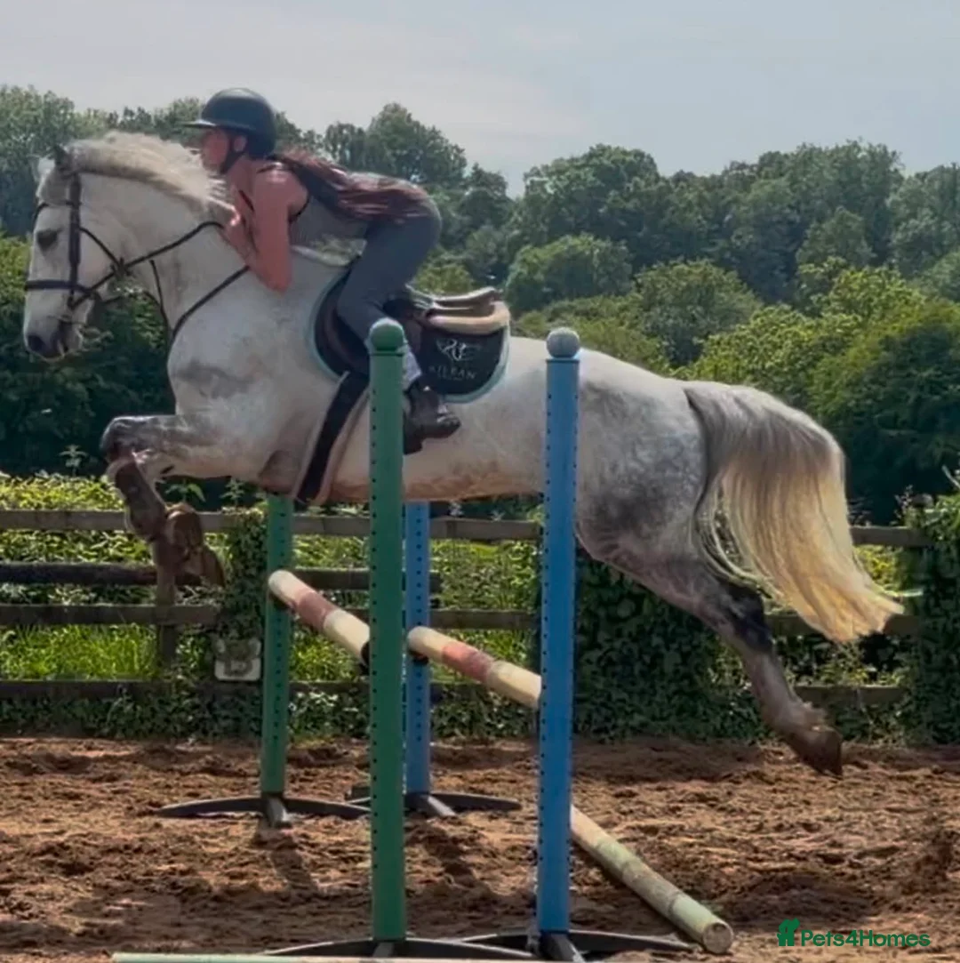Irish Sports horses for sale: Fun forward and super !! Yard Legend  - Advert 2