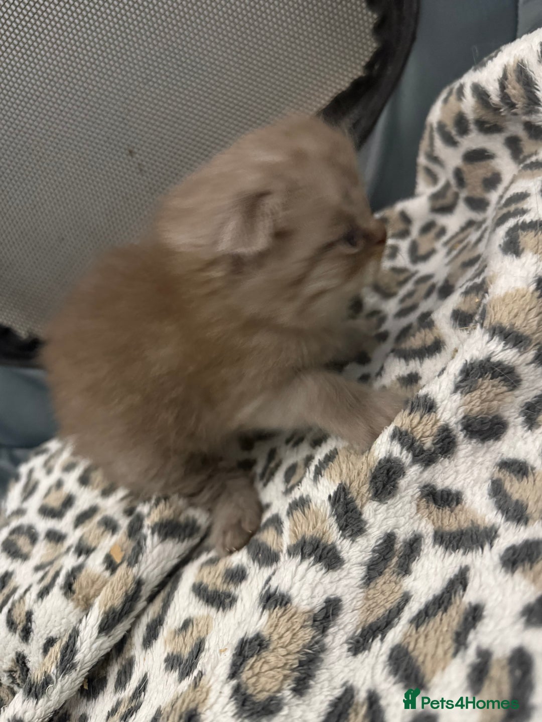 Scottish Fold cats for sale: Stunning Rainbow litter ready for  **   - Advert 14