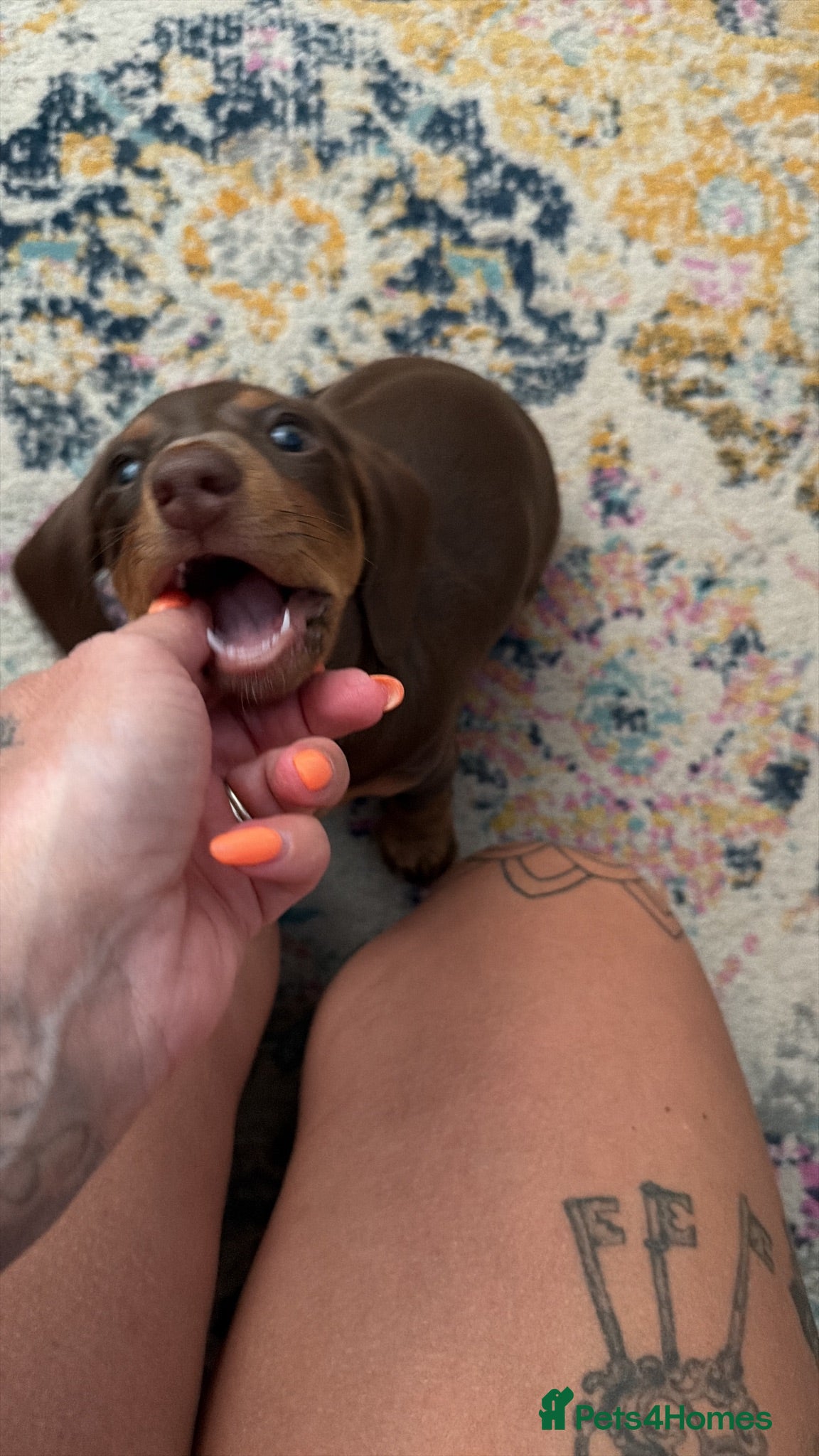 Miniature Dachshund dogs 🐾 Still Looking for Her Perfect Forever Home 🐾 - Advert 2