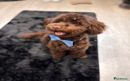 Toy Poodle dogs for sale: Toy poodle puppy  - Image 12