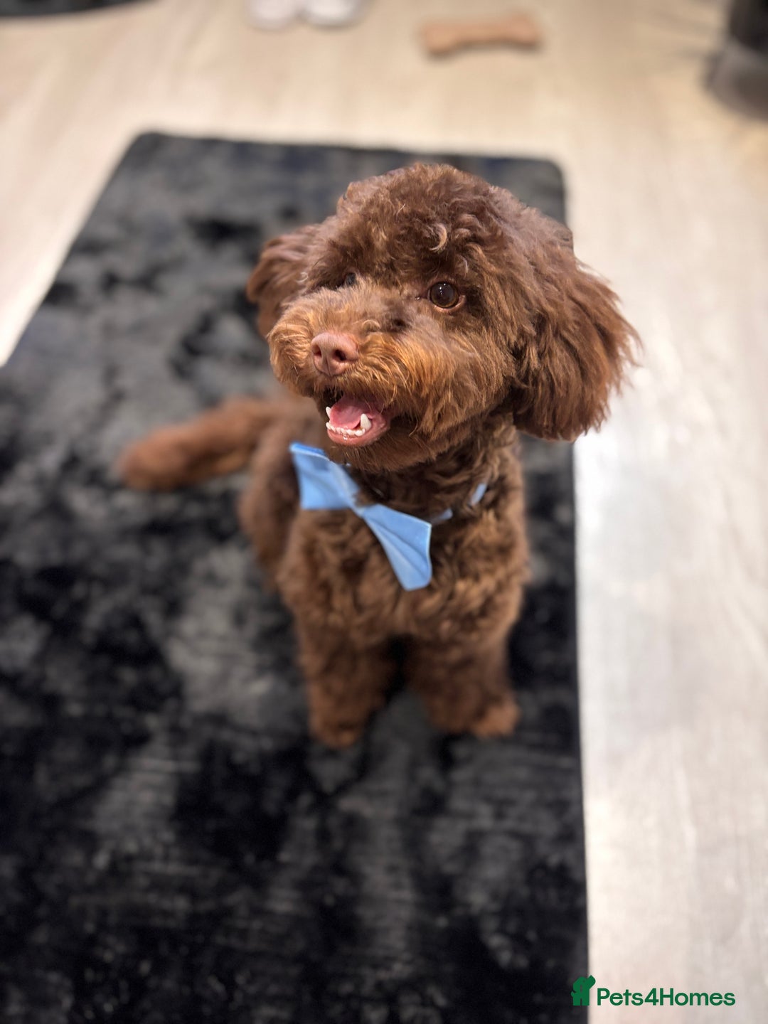 Toy Poodle dogs for sale: Toy poodle puppy  - Image 12